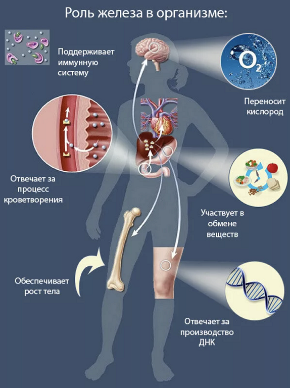 За что отвечает железо в организме